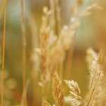 【キス顔】　26年04月17日　東京都　江戸川区　キス顔　　#キス顔　#チューして　#AIart　　　